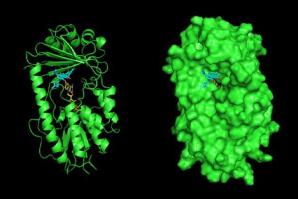 Antibiotic-destroying genes widespread in bacteria in soil and on people