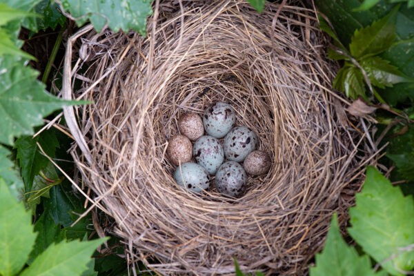 Meet the hedge fund managers of avian world