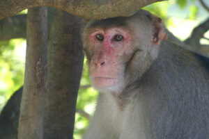 rhesus macaque