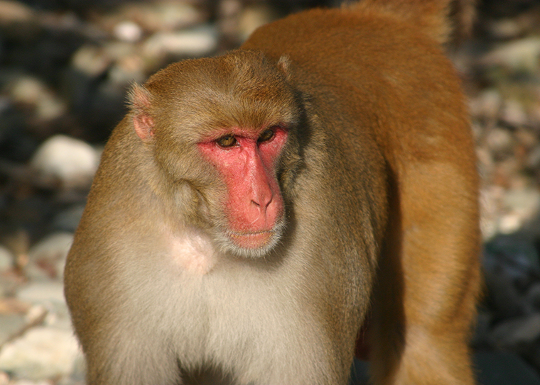 rhesus macaque