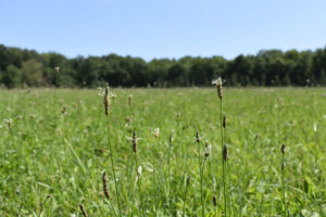 Plantago