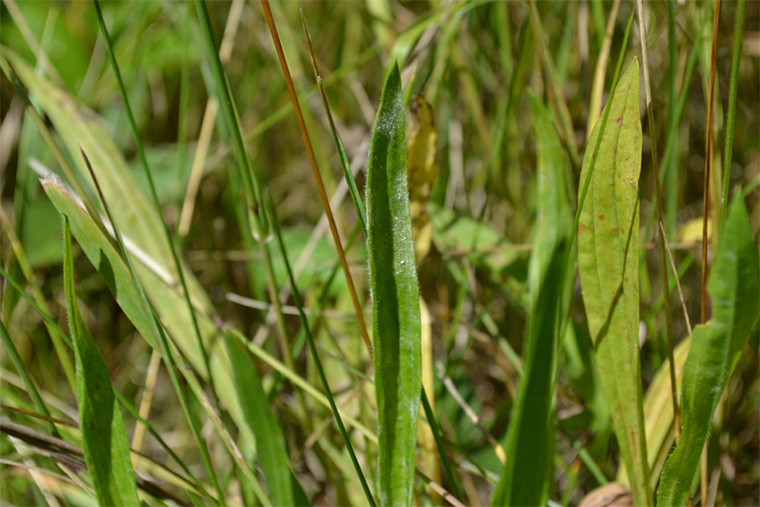 Powdery mildew infection