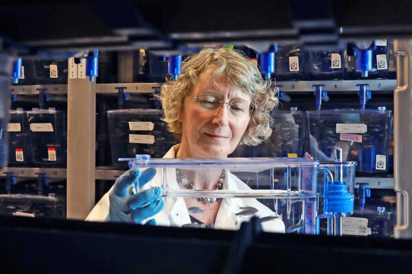 Solnica-Krezel elected president of international zebrafish research society