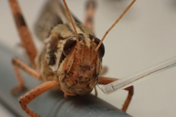 Researchers one step closer to bomb-sniffing cyborg locusts