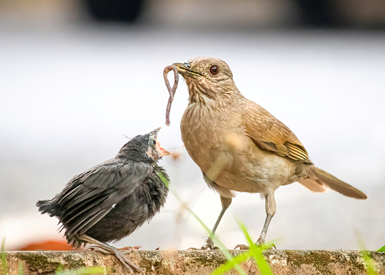 baby bird begs