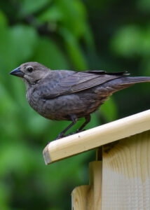 Cowbird