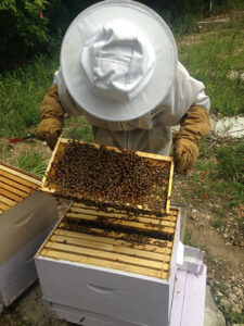 beekeeping