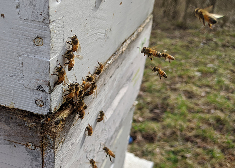 honey bees