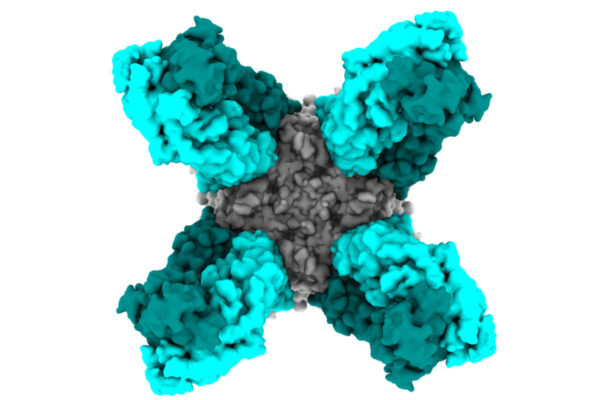 Antibodies protect against wide range of influenza B virus strains