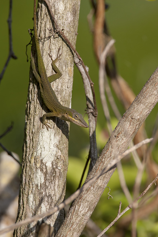 Anolis carolinensis