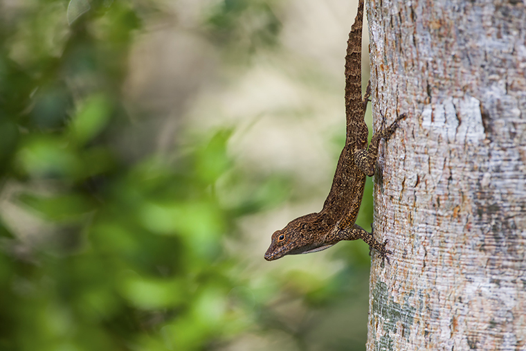 Anolis cristatellus