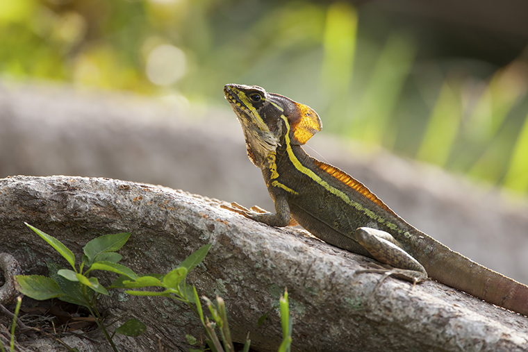 Basiliscus vittatus