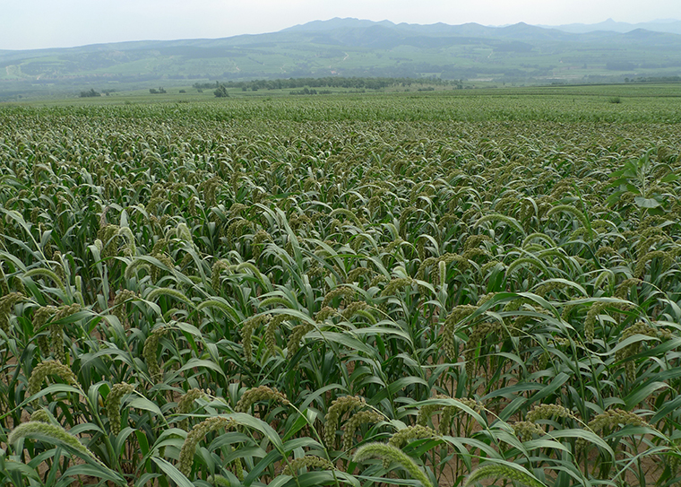 Foxtail millet