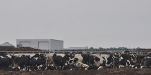 cows