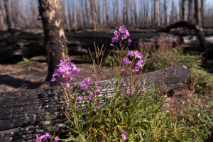 Fireweed