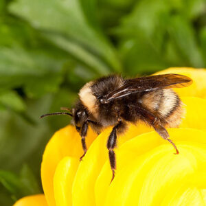 Bombus occidentalis