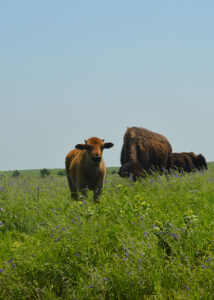 baby bison