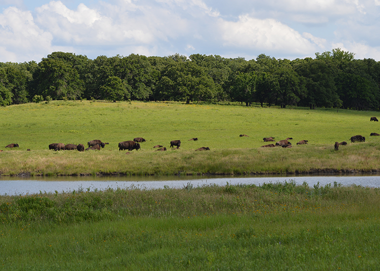 bison in field