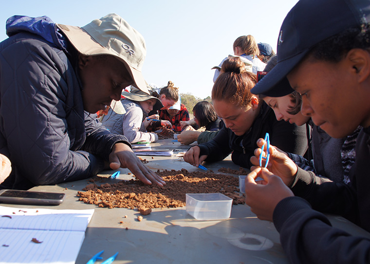 Sorting microfauna