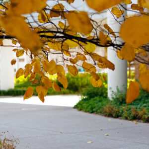 fall on med campus