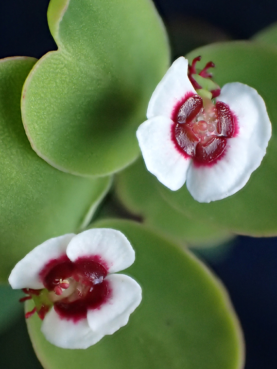 Euphorbia eleanoriae