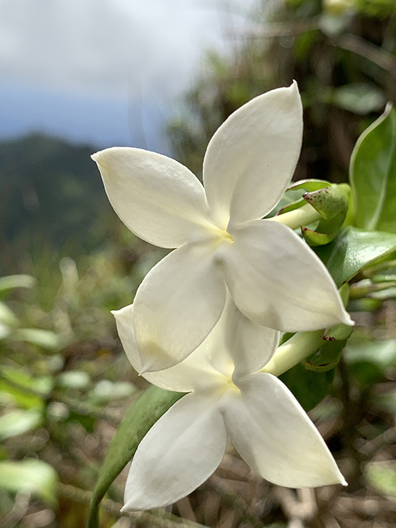 Kadua fluviatilis