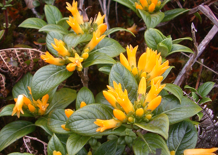 Labordia hedyosmifolia