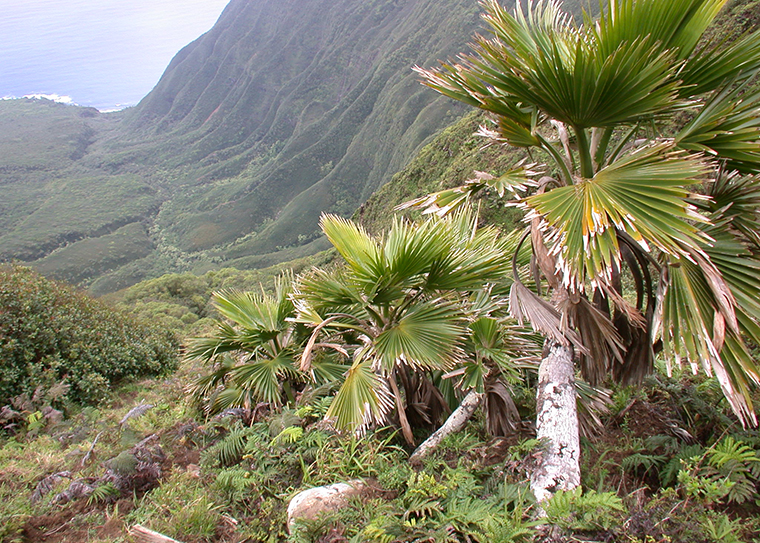 Pritchardia lowreyana