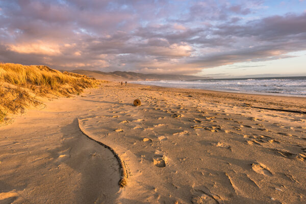 Coastal lupine faces specific extinction threat from climate change