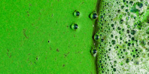 photosynthetic bacteria