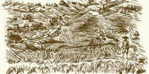 Rice terrace drawing