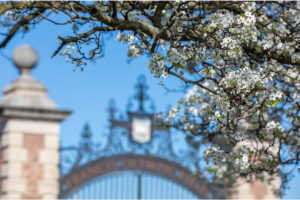 Spring blossoms