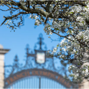 Spring blossoms