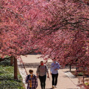 spring blooms