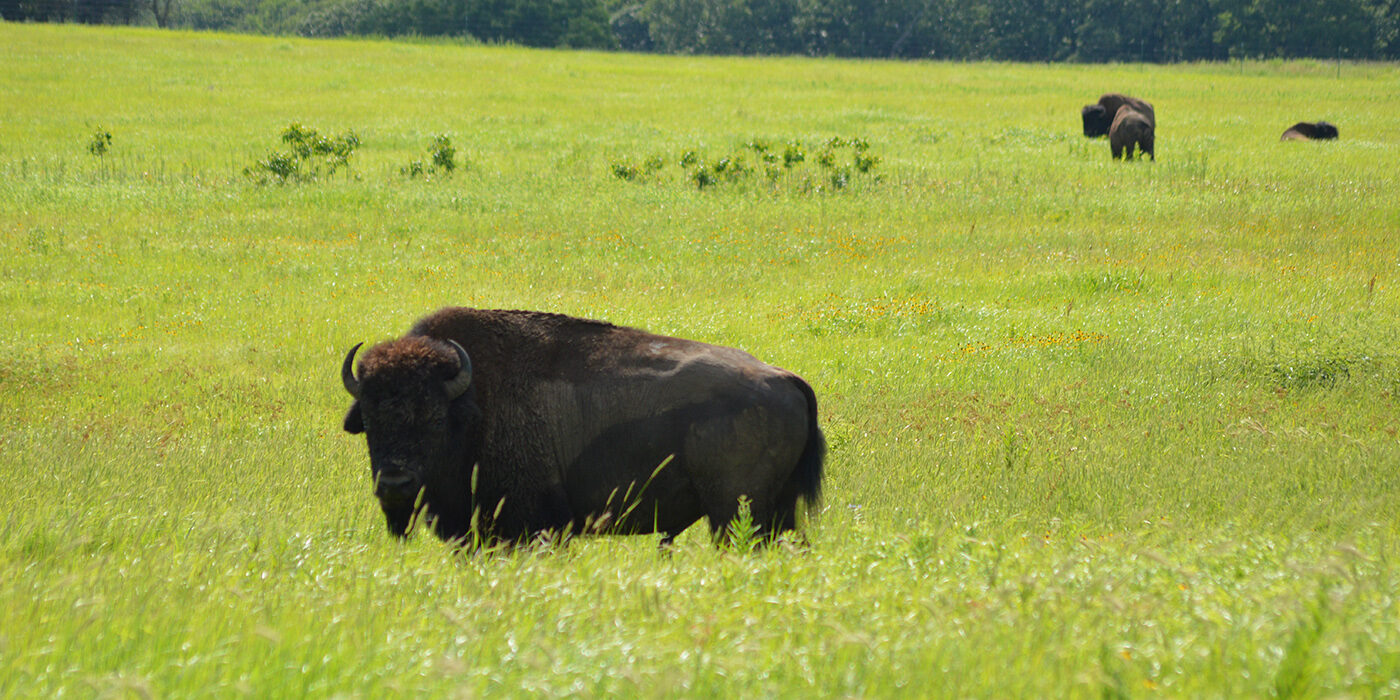 Bison