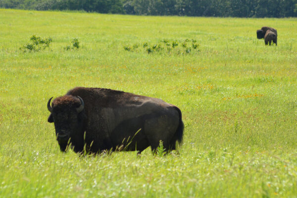 Secrets of the ‘lost crops’ revealed where bison roam