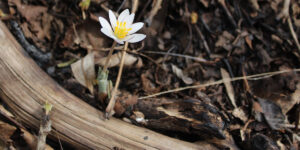 spring wildflower