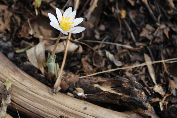 Yes, spring flowers are blooming earlier. It might confuse bees.