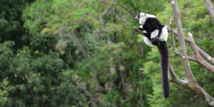 Black-and-white ruffed lemur