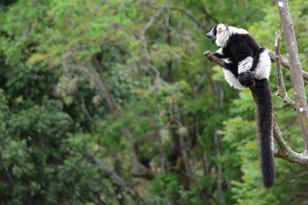 A tale of two forests could reveal path forward for saving endangered lemurs