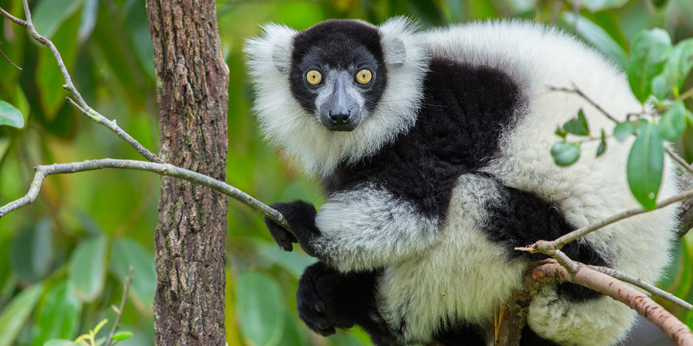 Black-and-white ruffed lemur