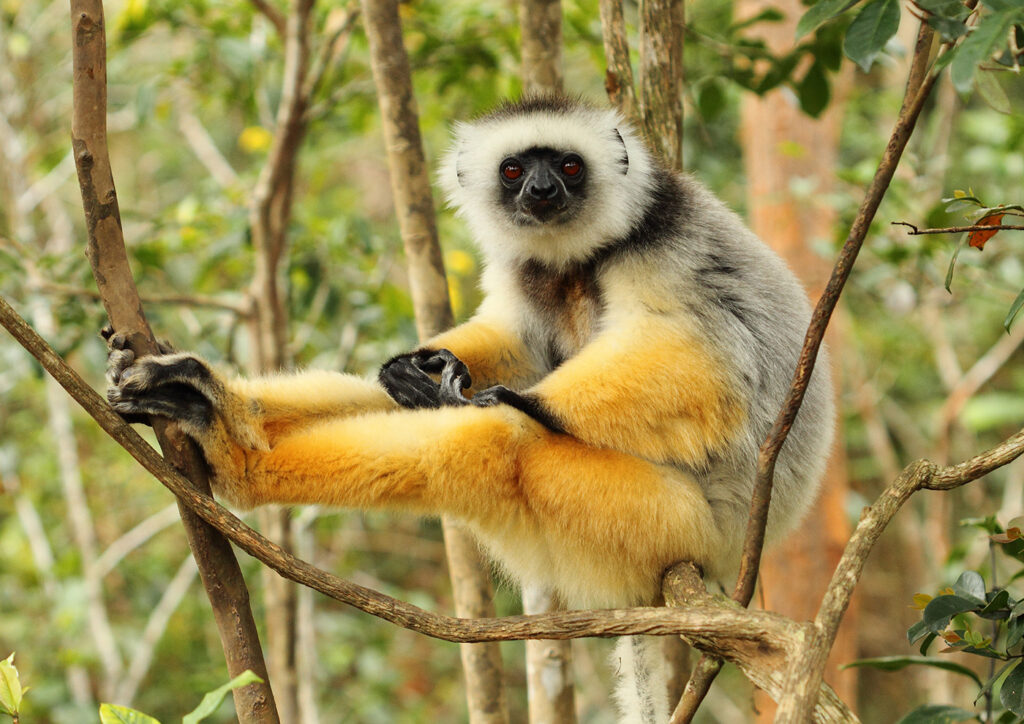 diademed sifaka