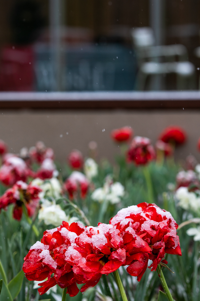 blooms in snow