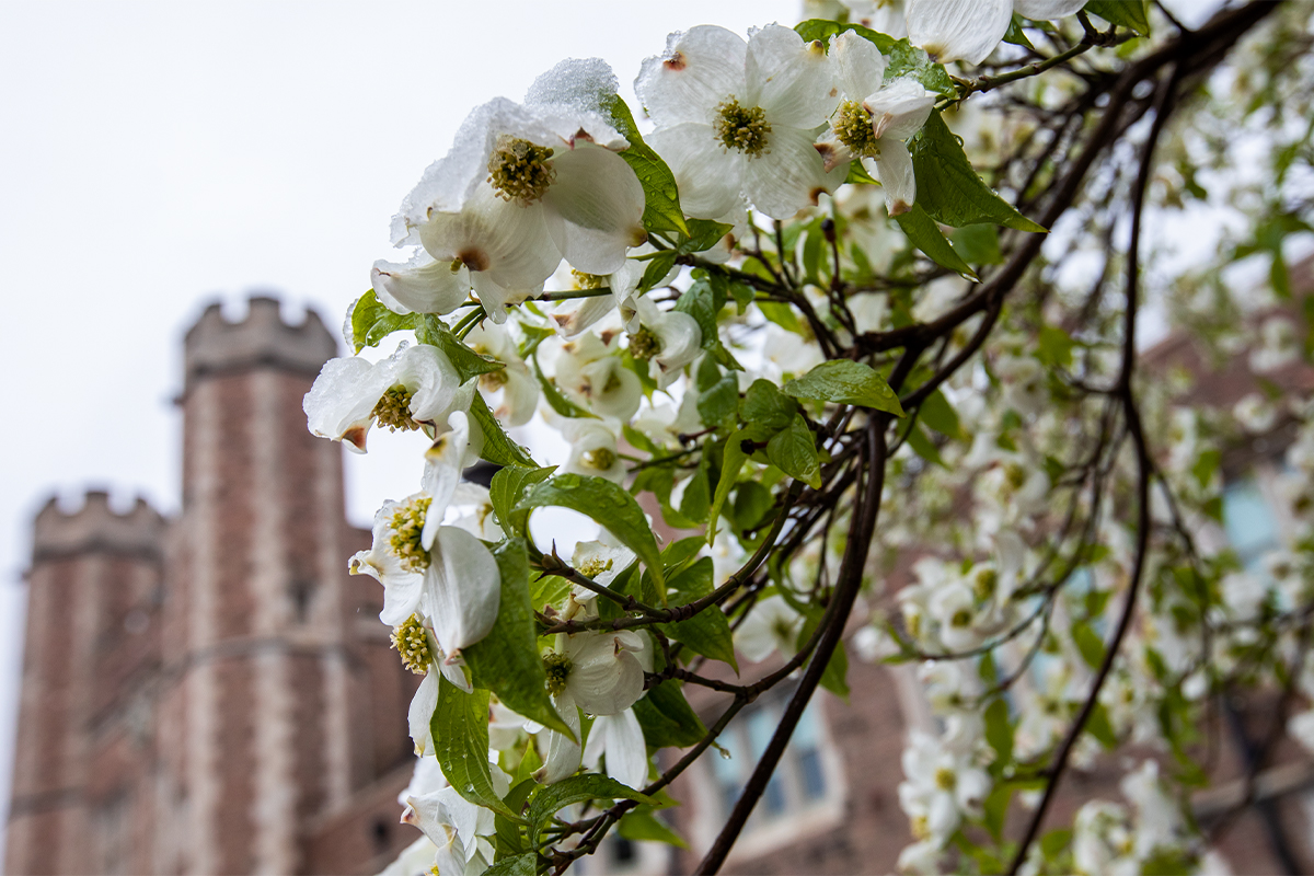 blooms in snow