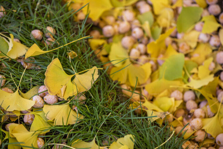 ginkgo