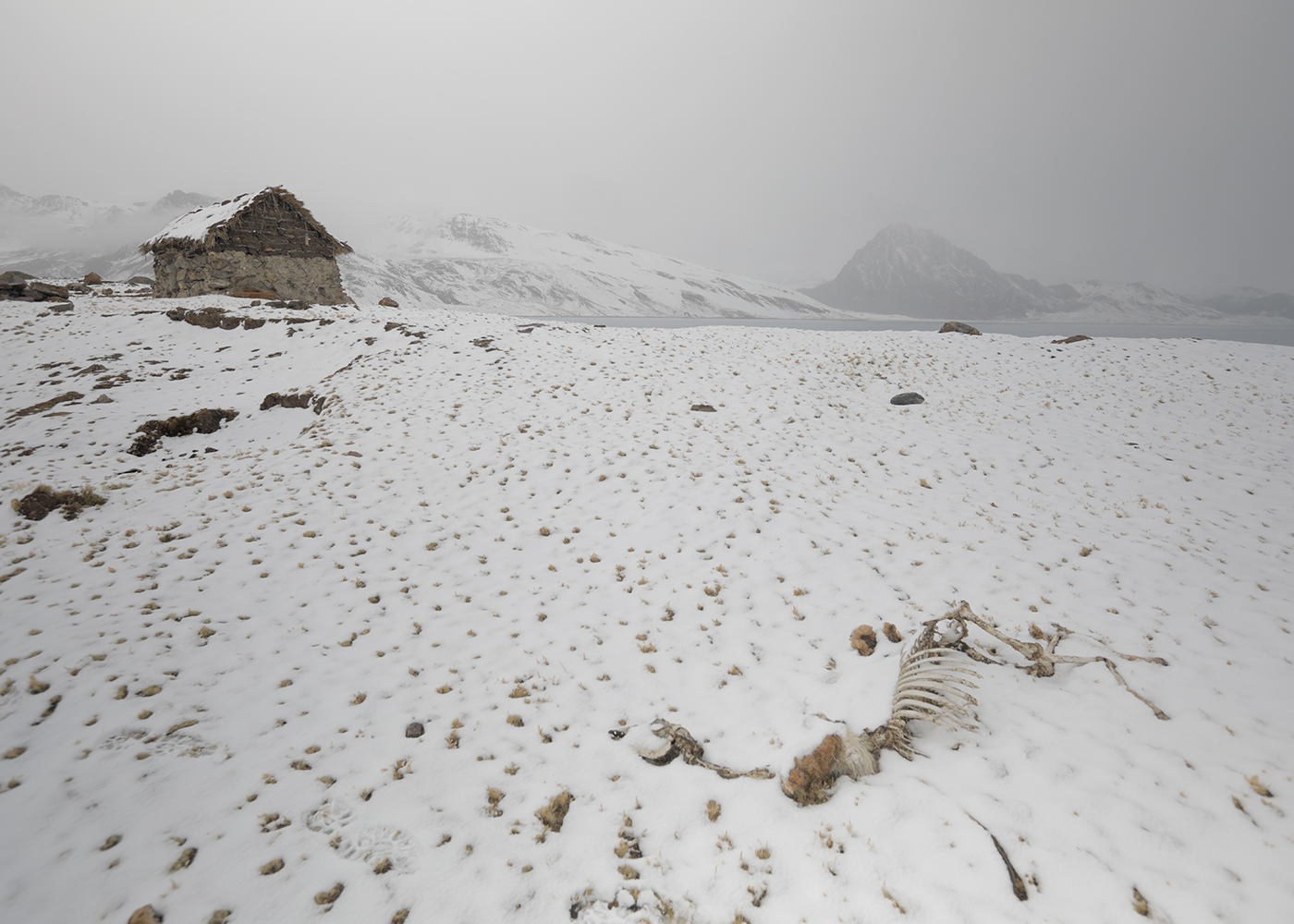 remains of alpaca covered by snow