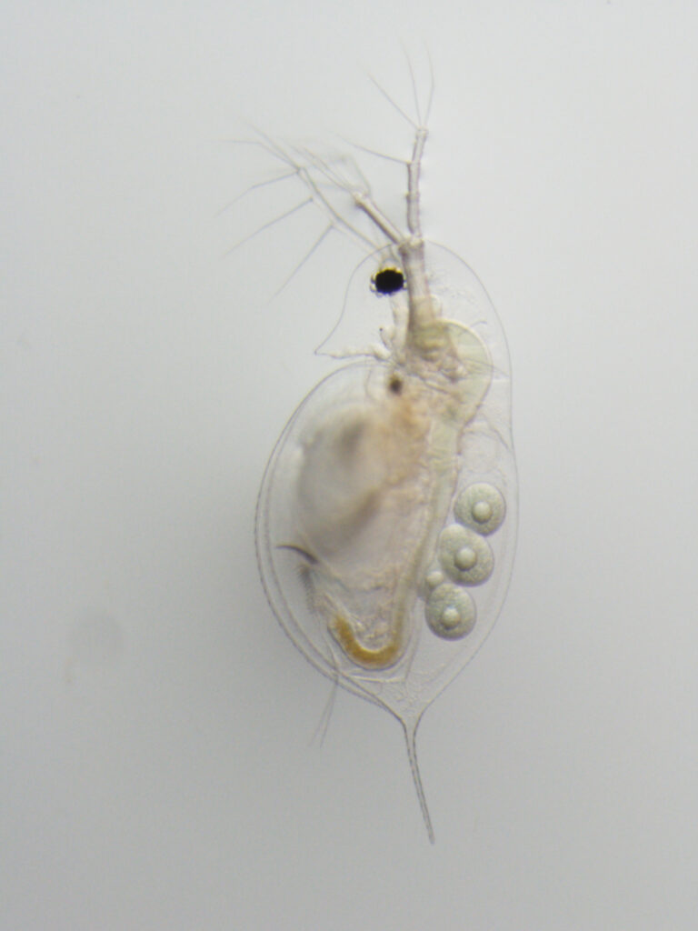 Daphnia sp.