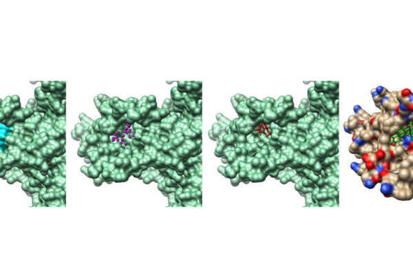 Compound may prevent risk of  form of arrhythmia from common medications