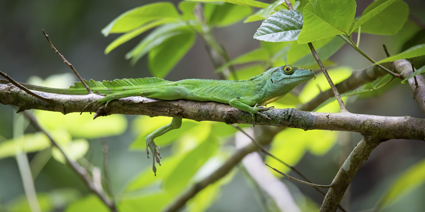 Anolis cuvieri