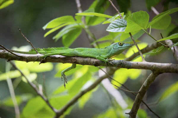 Sticky toes unlock life in the trees